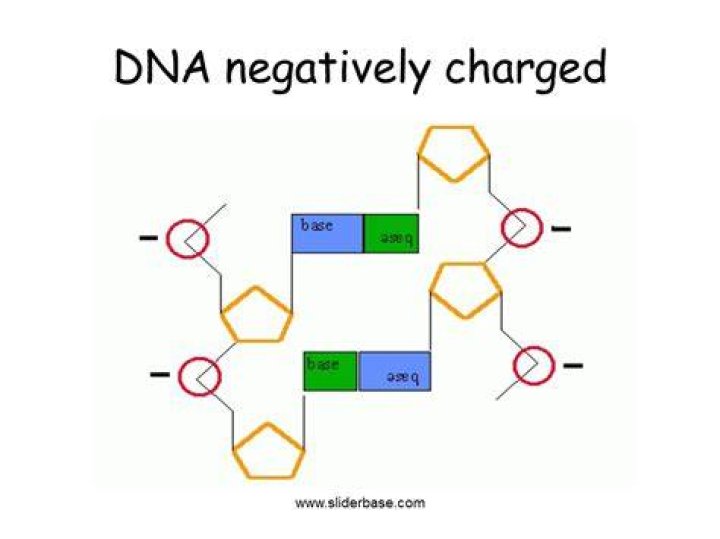 Why is the DNA negatively charged?