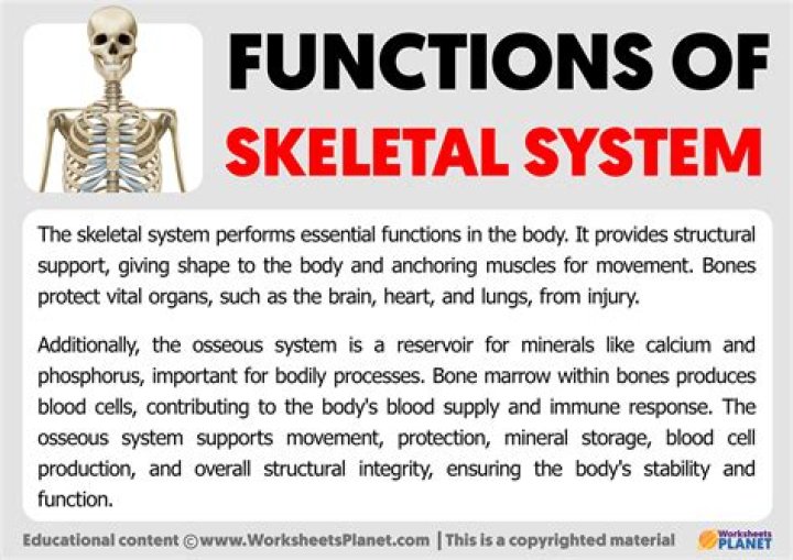 Why is the skeletal system important to the human body?