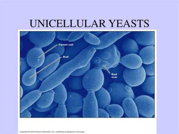 Why is yeast unicellular?
