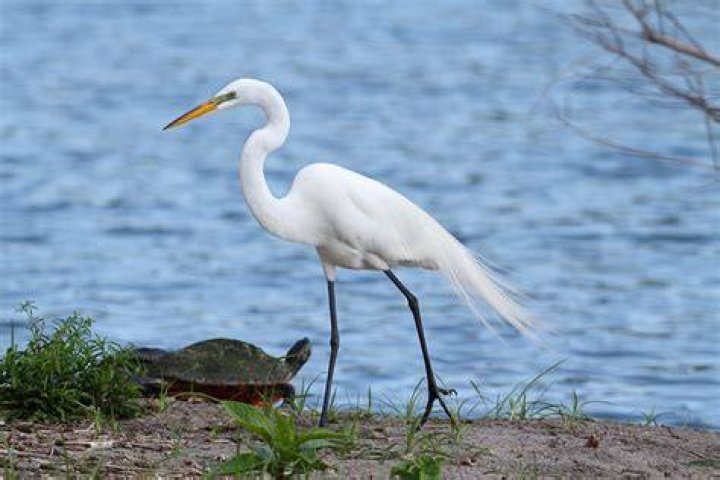 Why the egret takes a ride on a buffalo?