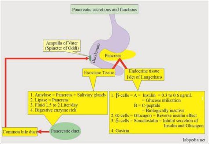 Why would pancreatic enzymes be elevated?