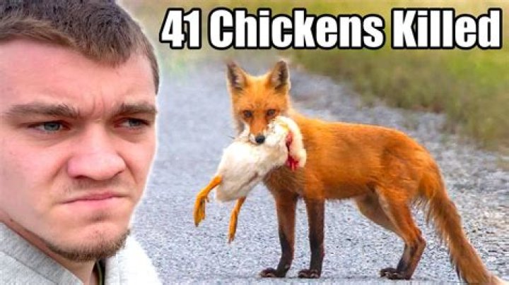 Will a fox eat a dead fox?