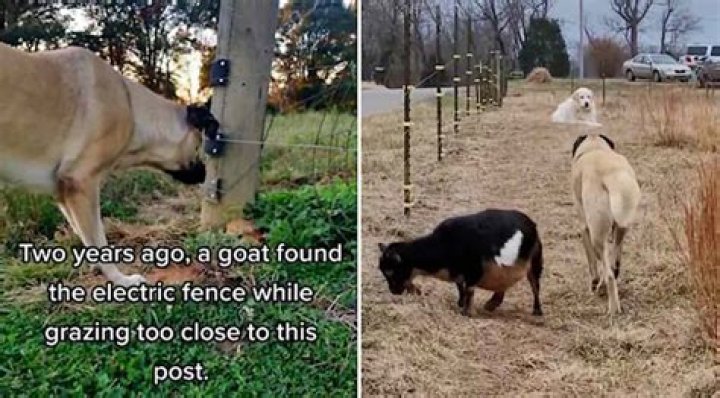 Will an electric fence hurt a dog?