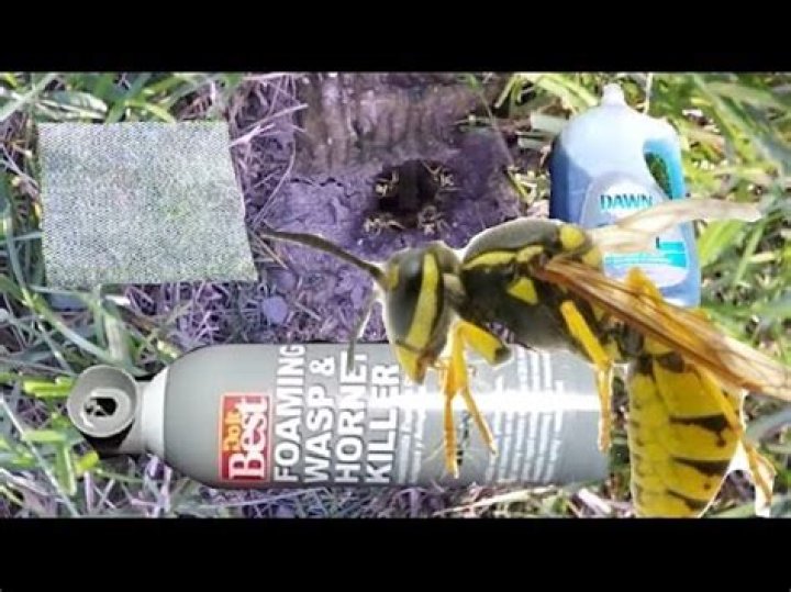 Will boric acid kill Ground Hornets?