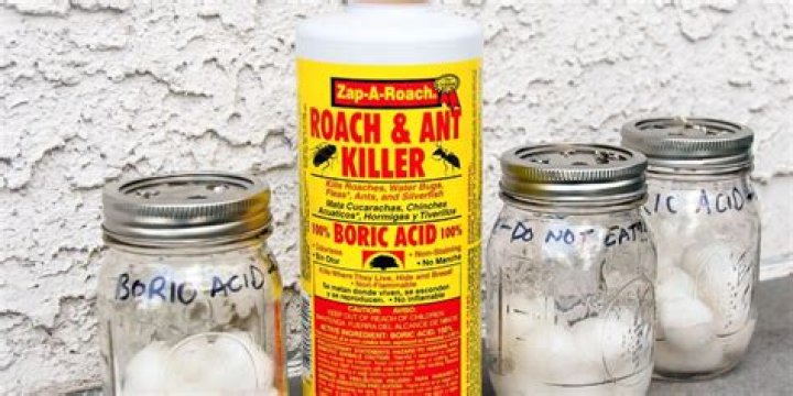 Will boric acid kill house flies?