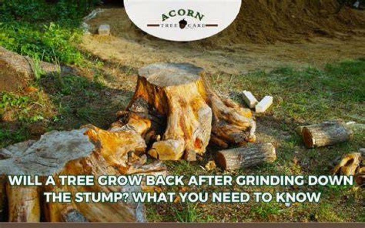 Will conifer stumps grow back?