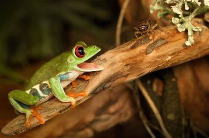 Will frogs eat spiders?