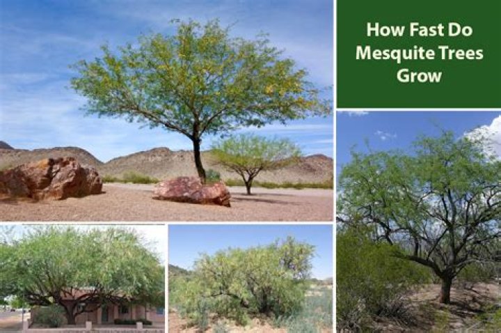 Will glyphosate kill mesquite trees?