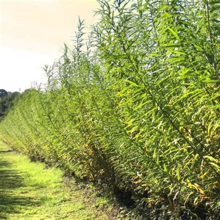 Will Willow Hybrid grow in shade?