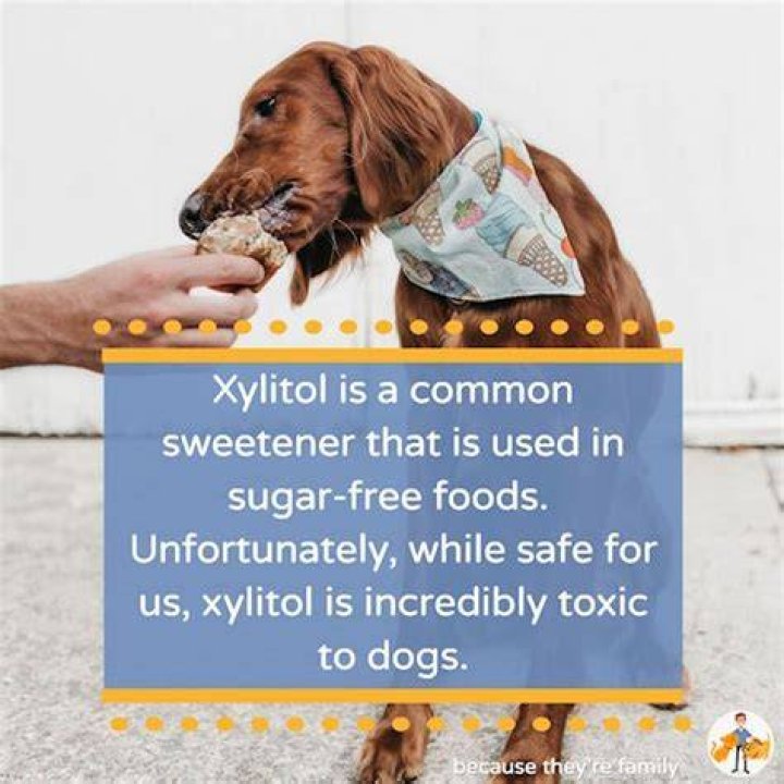 Will xylitol kill a dog?